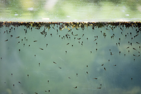 many polliwogs in a pond seen through a glass frontの写真素材