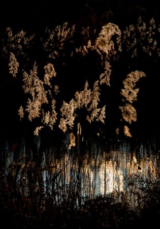 flowering grassの写真素材