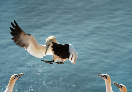 landing northern gannetの写真素材