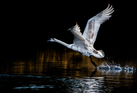 juvenile mute swan on black background starting from the lakeの写真素材