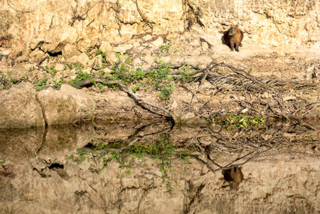 Capybara on the shore of the Rio Negro in the Pantanal in Brazilの写真素材