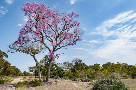 pink trumpet tree in a desert landscape in the Pantanal in Brazilの写真素材