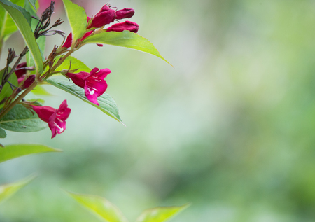 detail of a pink trumpet bush on a soft green backgroundの写真素材