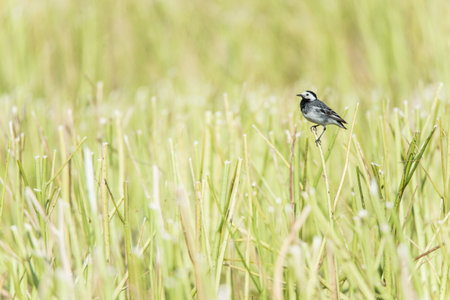 pied wagtail sitting in a field