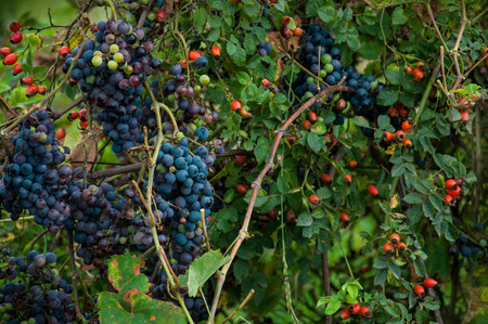 grapes and rose hips - mix of different fruitsの写真素材