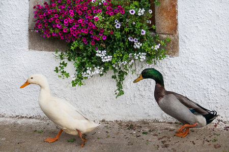 two ducks waddling in front of a house - window decorated with pink summer flowersの写真素材