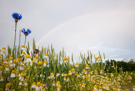 rainbow over a field with cornflowers, wheat and camomileの写真素材