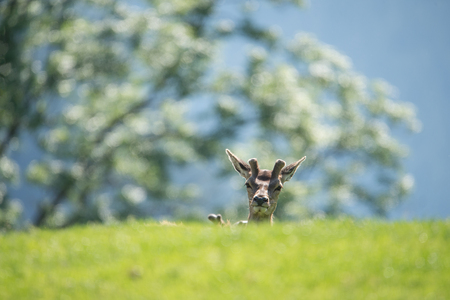 roe buck in the forestの写真素材