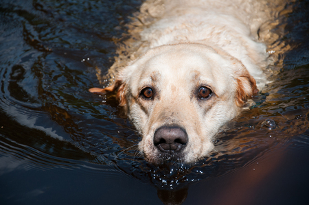 golden retriever dog making bubbles in the lakeの写真素材