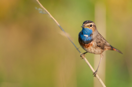 bluethroat sitting on a blade of grassの写真素材