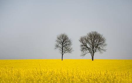 two deciduous trees in a rape fieldの写真素材