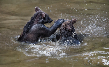 two brown bears fighting in a muddy riverの写真素材