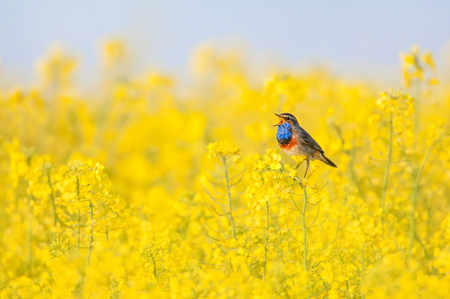bluethroat chirping in a rape fieldの写真素材