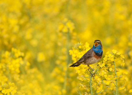 bluethroat chirping in a rape fieldの写真素材