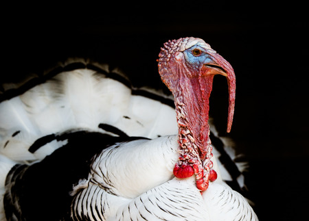 side face portrait of a Cröllwitzer turkey isolated on a black backgroundの写真素材