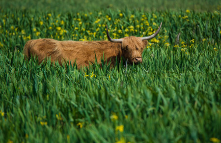 scottish highland cattle standing in a field of yellow iris in Texel - Netherlands