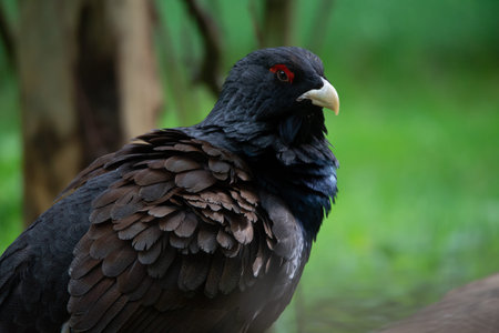side face portrait of a male mountain cockの写真素材