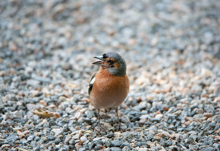 closeup of a male chaffinch standing on pebble stonesの写真素材