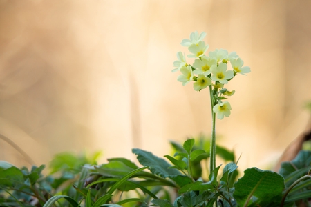 closeup of a yellow primerose in the meadow on a soft salmon colored backgroundの写真素材