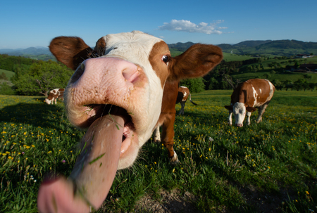 funny portrait of a curious cow on the pasture in the Austrian Mostviertel landscape poke out its tongue licking up the camera - extreme wide angle viewの写真素材