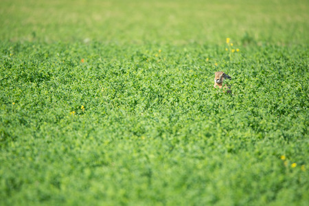 hare hidden in a clover field - Burgenland Austriaの写真素材
