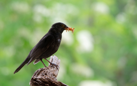 male blackbird with many mealworms in the bill on a soft green background sitting on a tree rootの写真素材