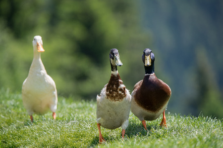 three waddling mallard ducks in the meadow on a blurry blue and green backgroundの写真素材