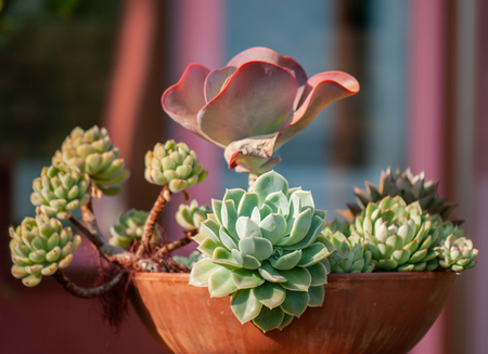 different succulent plants in a pot made of clay used as decoration in a winter gardenの写真素材