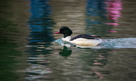 male common merganser with a colorful reflection swimming on the riverの写真素材