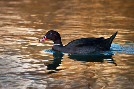 hybrid form of a duck swimming on a lake in autumn at sunsetの写真素材