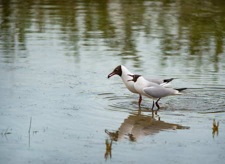 two black-headed gulls standing in the lake and squarreling - nationalpark Neusiedlersee Seewinkel Burgenland Austriaの写真素材