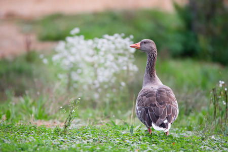 observant greylag goose standing in the grass in autumnの写真素材