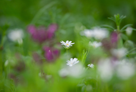 white star of Bethlehem flower in the meadow on a colorful blurry backgroundの写真素材