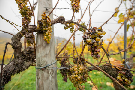 closeup of rotten grapes in an autumnal vineyard - Wachau Austriaの写真素材