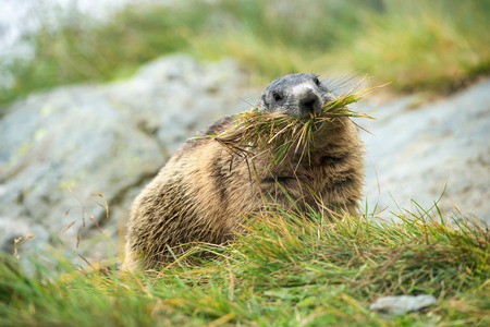 groundhog collecting grass for building a nest - GroÃglockner Austriaの写真素材