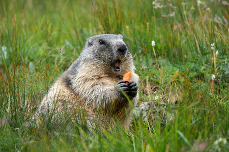 alpine marmot with a carrot in the claws making a warning cry - GroÃglockner Austriaの写真素材