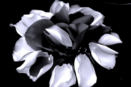 Rose petals in black and white on a black backgroundの素材