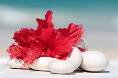 red flower and white little stones used for massage and spaの写真素材