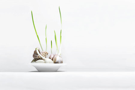 garlic, still-life photographyの写真素材