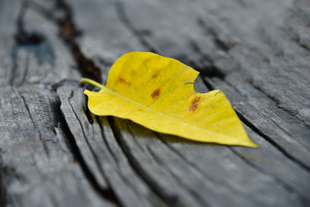 Beautiful yellow leaf on aged piece of wood