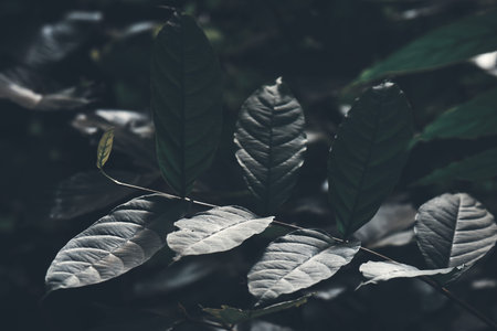 Green leaves pattern background, Natural background and wallpaper.の写真素材