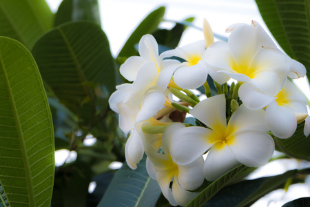 White frangipani tropical flower, plumeria flower blooming on tree, spa flowerの写真素材
