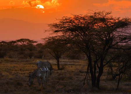 zebra under the sunsetの写真素材