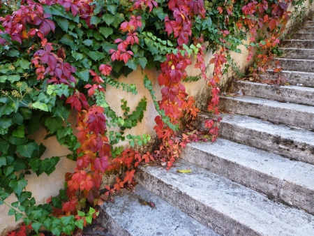 Stairs with ivy growing down a wallの写真素材