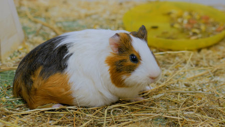 Guinea pig look at the camera in zoo near white wooden fence