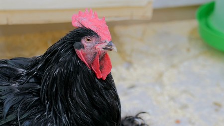 Close up view of black domestic rooster in contact zooの写真素材