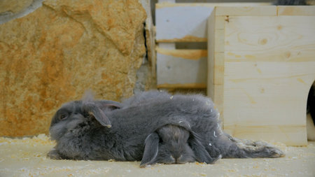 Two gray rabbit sleeping in the contact zooの写真素材