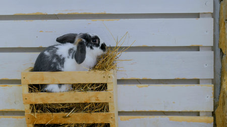 Rabbits eat hay in contact zoo near wooden fenceの写真素材