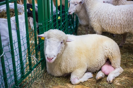 Portrait of ram at agricultural sheep exhibition. Farming, agriculture industry and animal husbandry conceptの写真素材