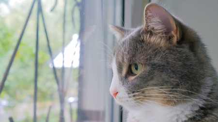 Cat sitting on windowsill and looking out of window at modern cat cafeの写真素材